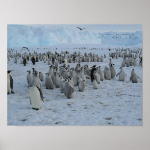 Poster Un troupeau de Pingains en Antarctique, pho