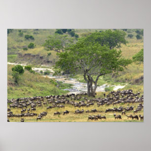 Poster Un troupeau massif de Bêtes sauvages pendant la mi