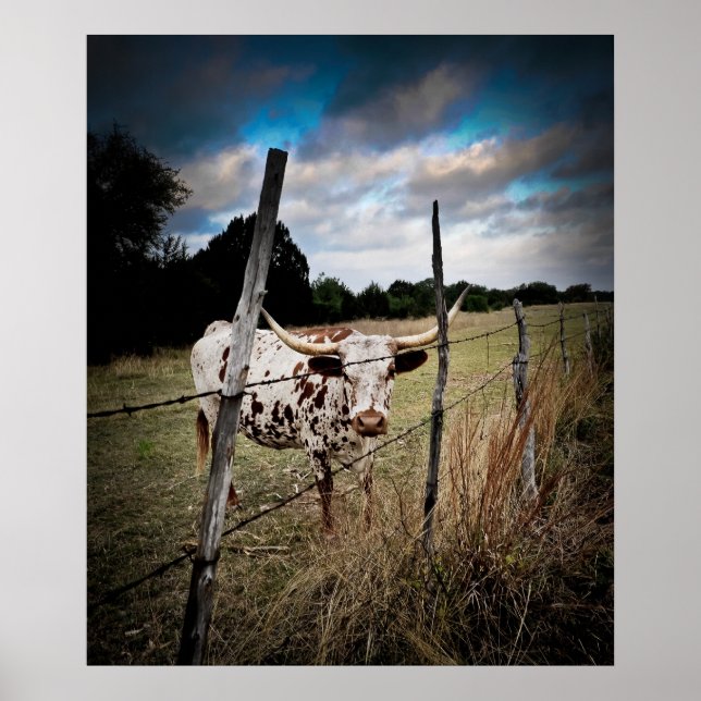 Poster Un vrai Texas Longhorn (Devant)