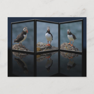 Poster une carte postale Puffin