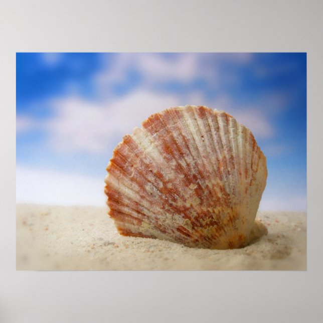 Poster Une Coquille Propulsée Dans Le Sable (Devant)