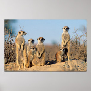 Poster Une famille de suricates se chauffant au soleil à