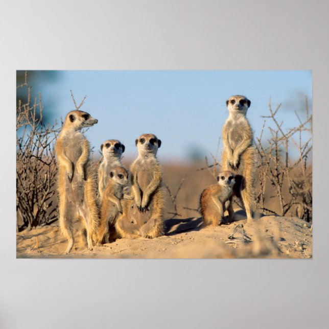 Poster Une famille de suricates se chauffant au soleil à  (Devant)