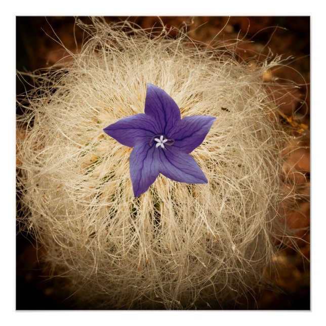 Poster Une fleur (Devant)