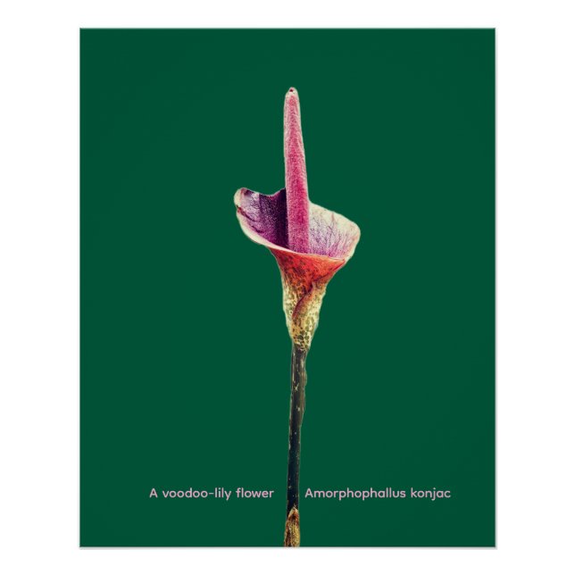 Poster Une fleur de lys-vodou (Devant)