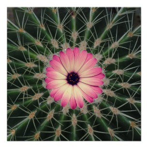 Poster Une fleur rose