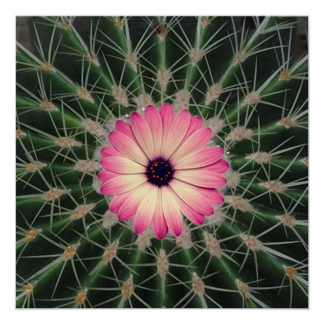 Poster Une fleur rose (Devant)