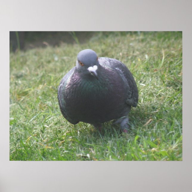 Poster une impression de pigeon (Devant)