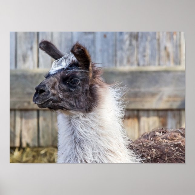 Poster Une joyeuse Llama (Devant)