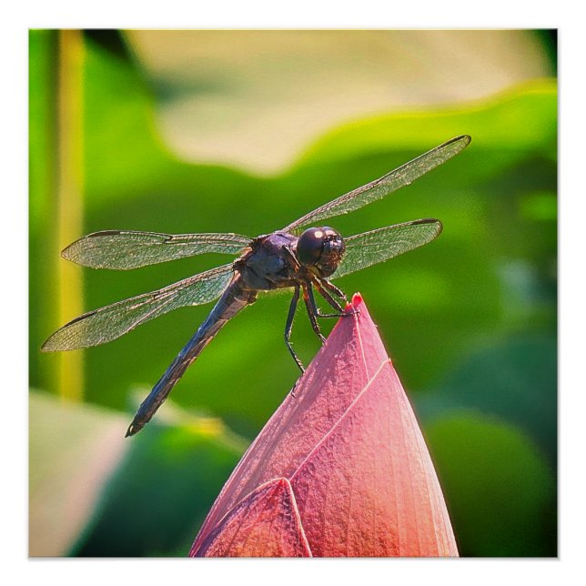 Poster Une libellule Slaty Skimmer (Devant)