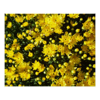 Une multitude de chrysanthèmes jaunes