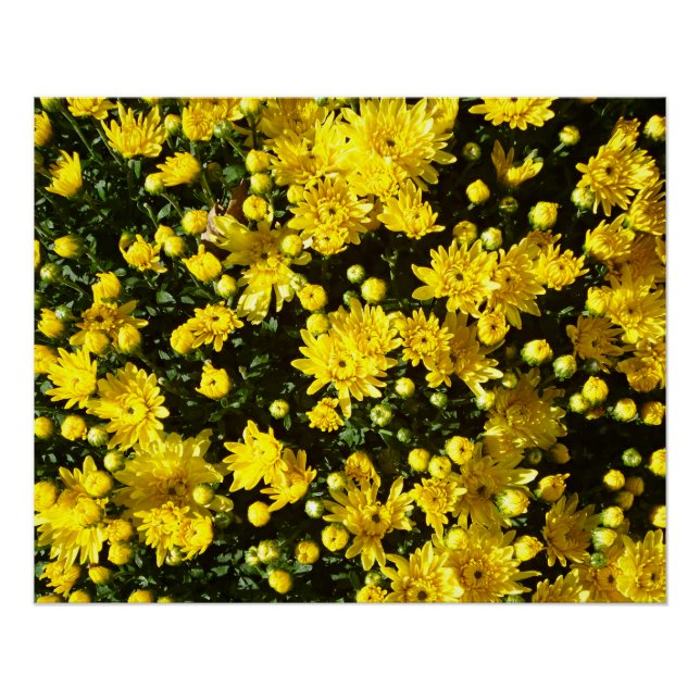 Poster Une multitude de chrysanthèmes jaunes (Devant)