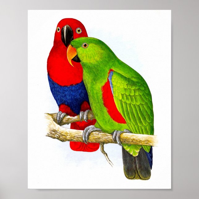 Poster Une paire de perroquets No 5 Antique Bird Repro Im (Devant)