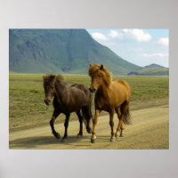 Une paire de poneys islandais Brown