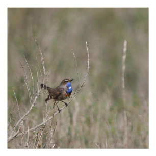 Poster Une photo du gorgebleue à miroir