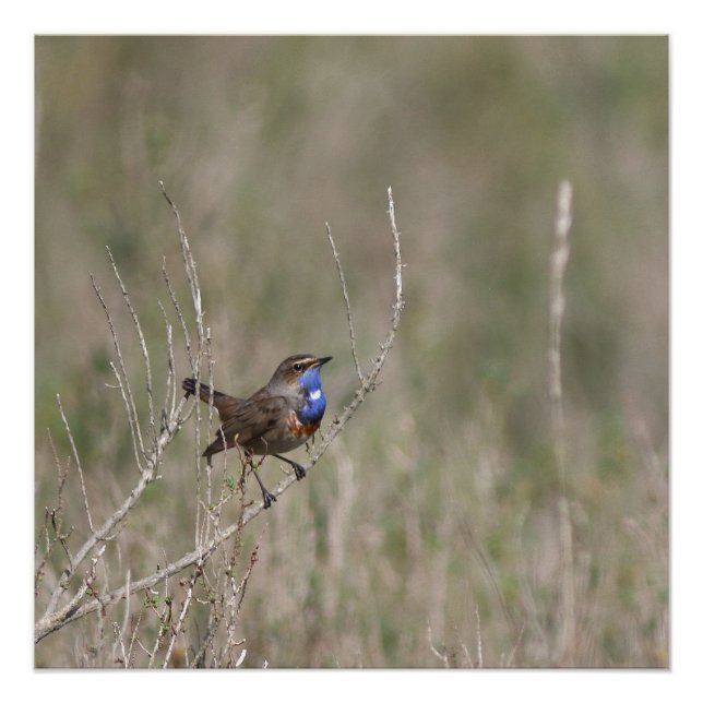 Poster Une photo du gorgebleue à miroir (Devant)