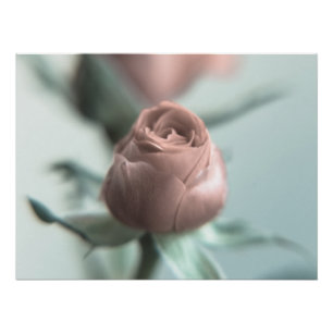 Poster Une rose rose pour votre chéri...
