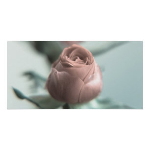 Poster Une rose rose pour votre chéri...