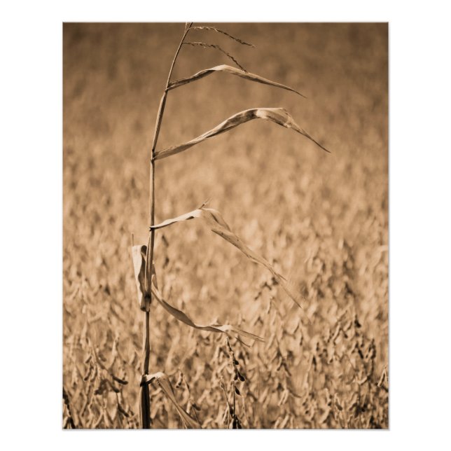 Poster Une seule corne en campagne (Devant)