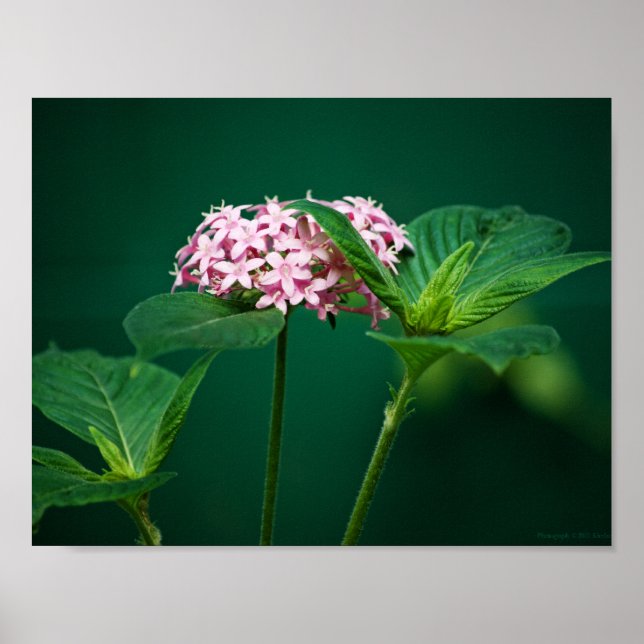 Poster Une touche de rose dans l'impression verte (Devant)
