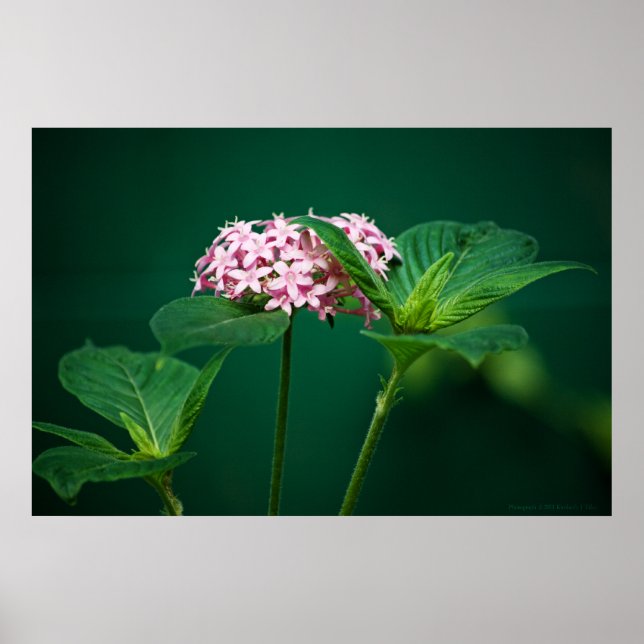 Poster Une touche de rose dans l'impression verte (Devant)