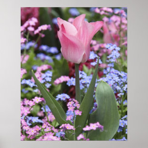 Poster Une tulipe au Jardin du Luxembourg, Paris, France