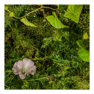Poster Une verdure parsemée de fleur rose matinale