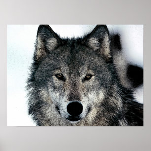 Poster Unique Motivationnel Freedom Wolf