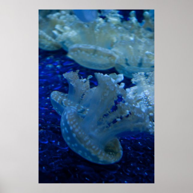 Poster "Updown Jellyfish" (Devant)