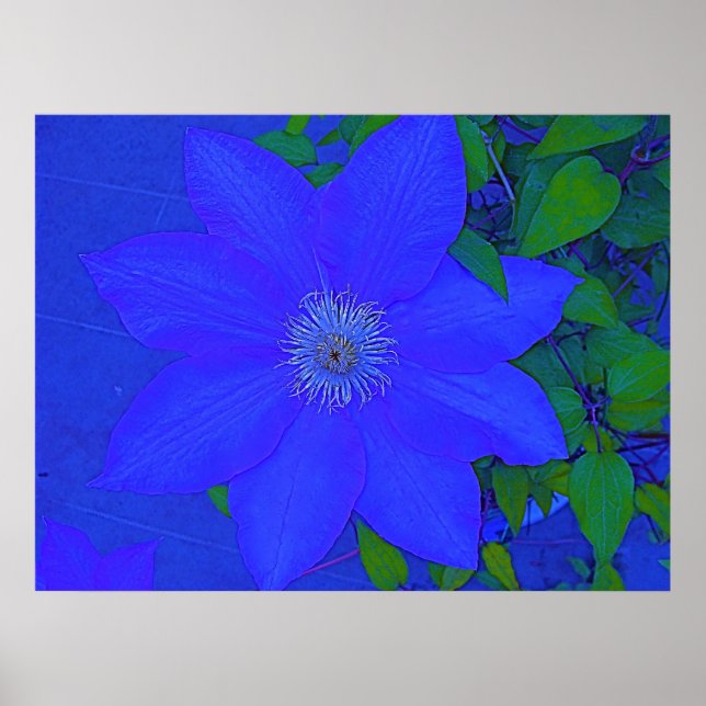 Poster Urchine bleue (Devant)
