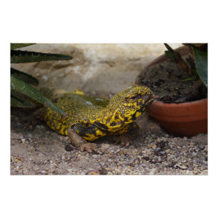 Poster Uromastyx geyri