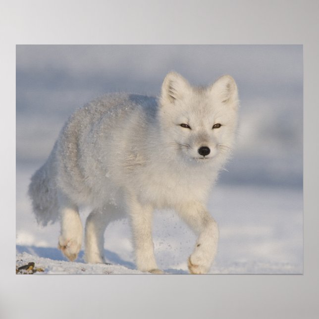 Poster USA, Alaska, 1002 Coastal Plain of the ANWR. An 3 (Devant)