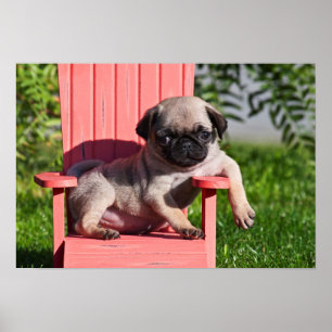 Poster USA, Californie. Carlin Puppy Slouching