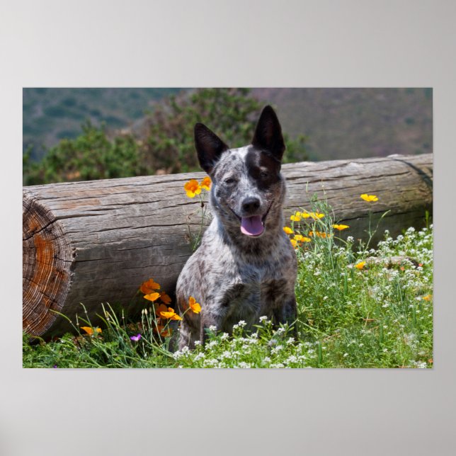 Poster USA, Californie. Guérisseur du Queensland assis 2 (Devant)