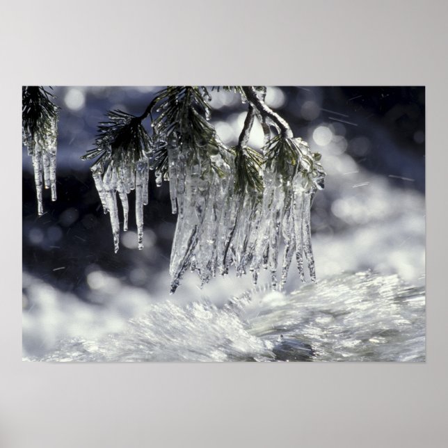 Poster USA, Californie, lac Tahoe. Icicules sur (Devant)