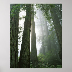 Poster USA, Californie, Redwood National Park.