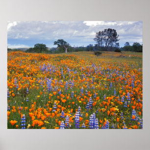 Poster USA, Californie, Santa Margarita, Avenales