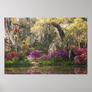 Poster USA, Caroline du Sud, Charleston. Cypress Trees 2