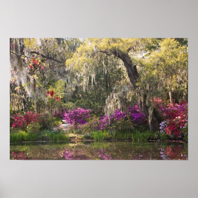 Poster USA, Caroline du Sud, Charleston. Cypress Trees 2 (Devant)