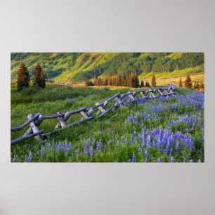 Poster USA, Colorado. Lupines and split rail fence