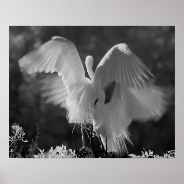 Poster USA, Floride, Great Egret (Ardea alba) infrarouge  (Devant)