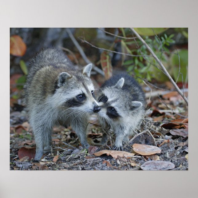 Poster USA, Floride, Sanibel, Ding Darling National (Devant)