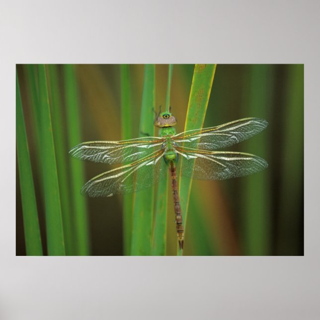 Poster USA, Géorgie. Dragonfly vert sur roseaux (Devant)