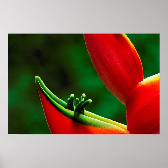 Poster USA, Hawaii, Hilo. Heliconia (Devant)