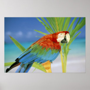 Poster USA, Hawaii. Parrot