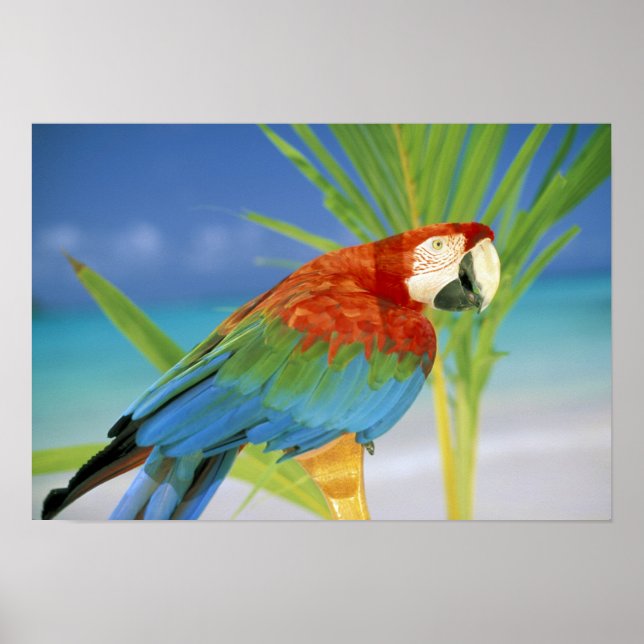 Poster USA, Hawaii. Parrot (Devant)