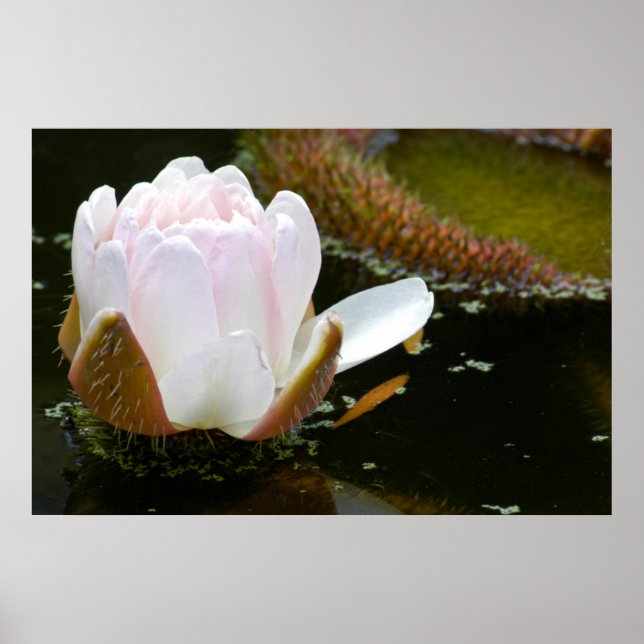 Poster USA, Kansas, Light Pink Water Lilly Blooming (Devant)