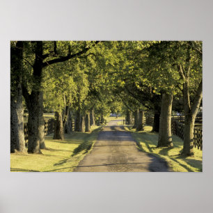 Poster USA, Kentucky, Lexington. allée bordée d'arbres,