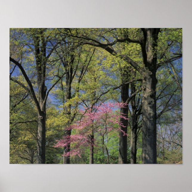 Poster USA, Kentucky, Louisville. Redbud oriental (Devant)