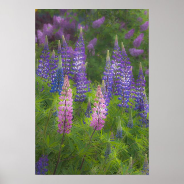 Poster USA, Maine, Southwest Harbour. Lupine florissante (Devant)